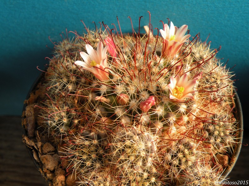 Mammillaria oteroi ML 351