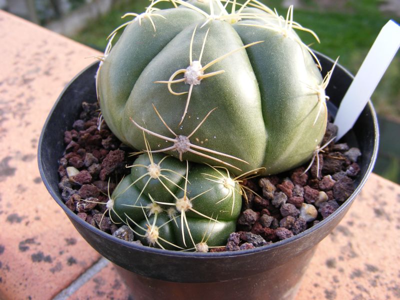 Gymnocalycium horstii 