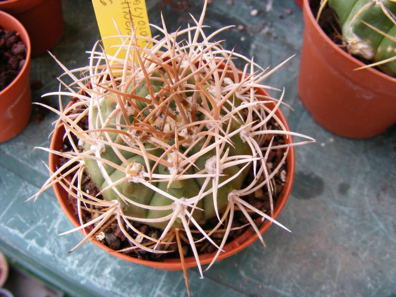 Gymnocalycium guanchinense 