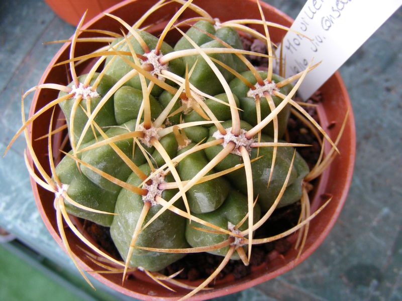 Gymnocalycium monvillei 