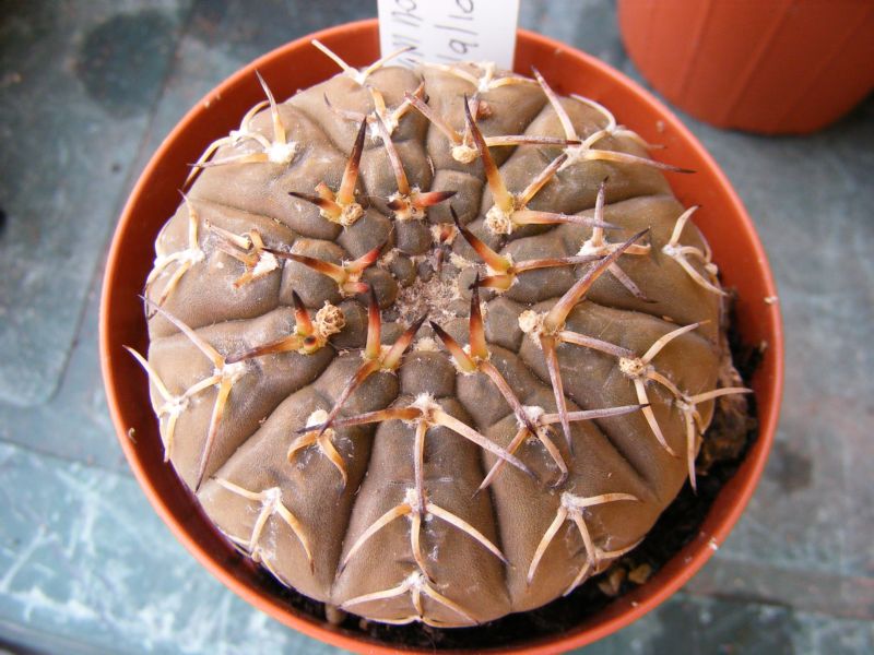 Gymnocalycium stellatum 