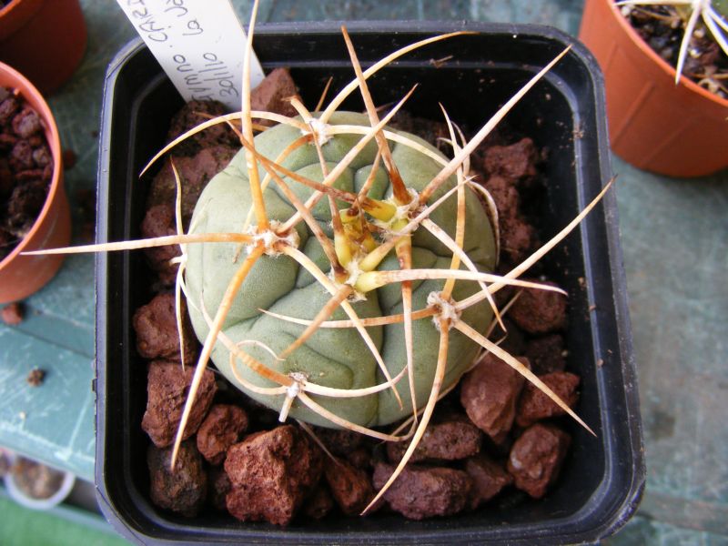 Gymnocalycium cardenasianum 