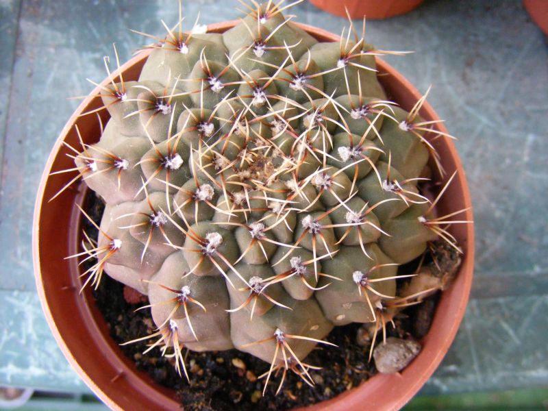 Gymnocalycium quehlianum 