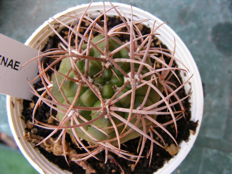 Gymnocalycium ochoterenae v. scoparium 