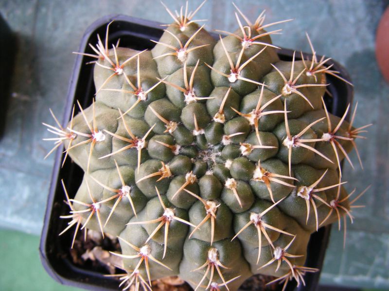 gymnocalycium kieslingii