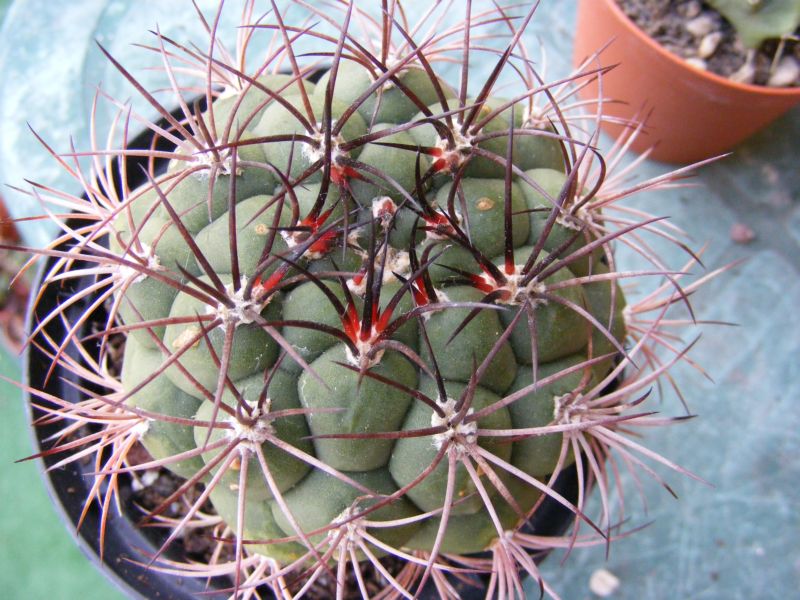 Gymnocalycium saglionis 