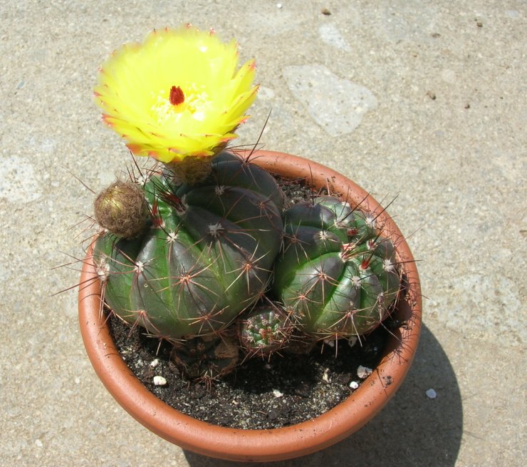 Notocactus ottonis 