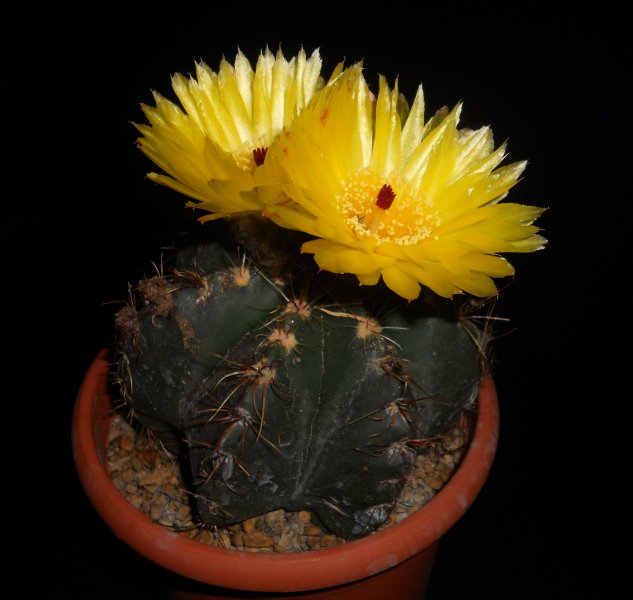 Notocactus oxycostatus v. schuldtii 