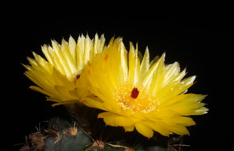 Notocactus oxycostatus v. schuldtii 