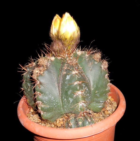 Notocactus oxycostatus v. schuldtii 