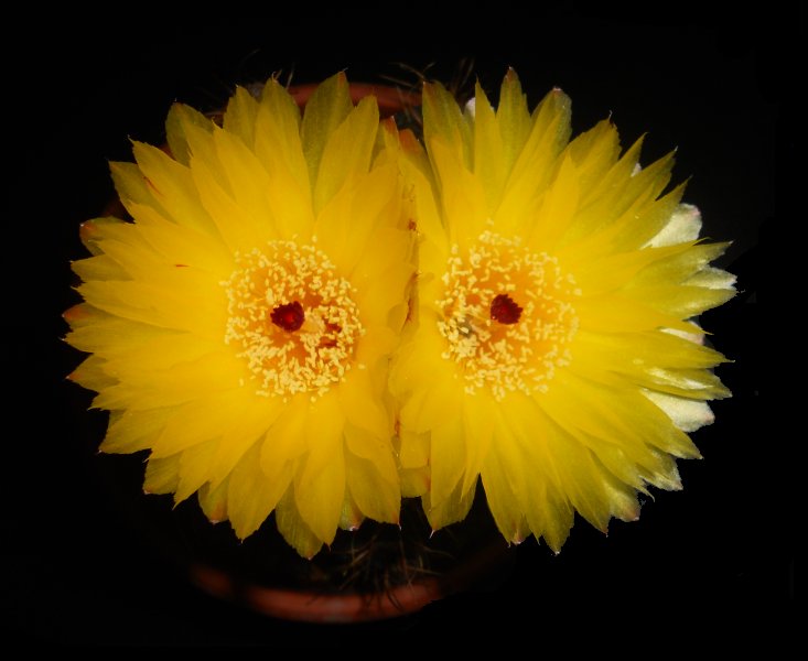 Notocactus oxycostatus v. schuldtii 