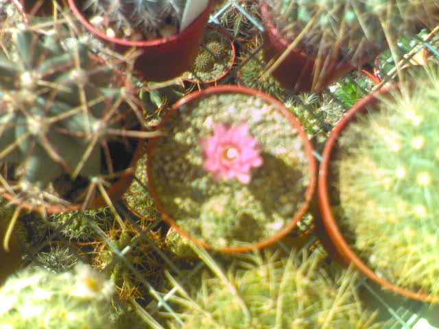 gymnocalycium  