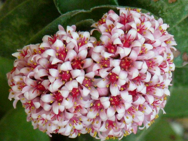 Crassula cv. bride's bouquet 