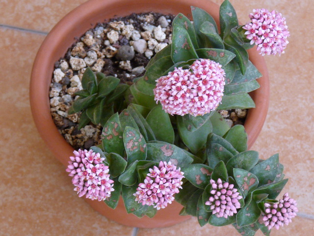 Crassula cv. bride's bouquet 