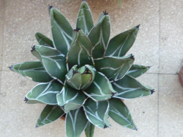 Agave  