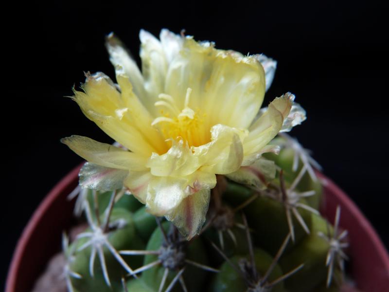 Thelocactus Leucacanthus 