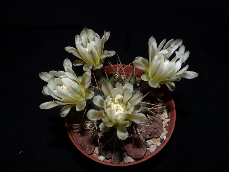 Gymnocalycium pungens 