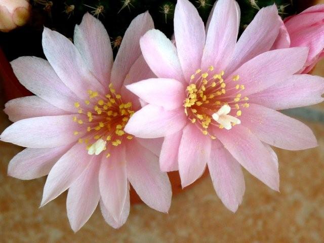 Rebutia kariusiana 