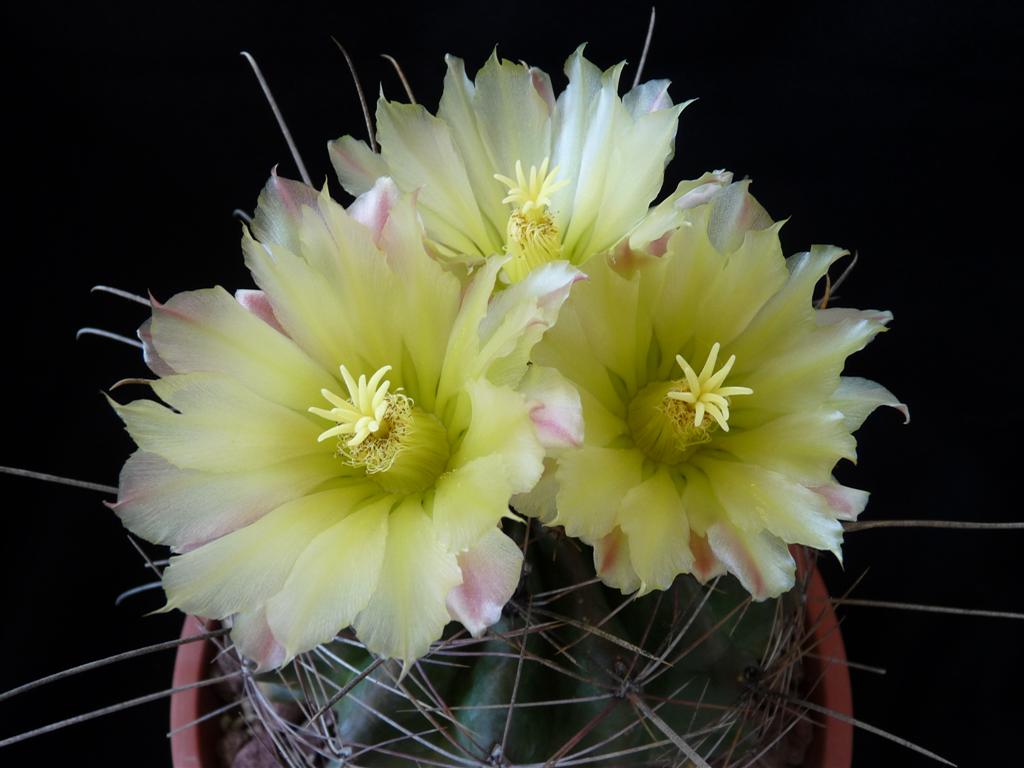 Ferocactus hamatacanthus 