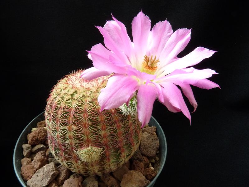 Echinocereus  rigidissimus 