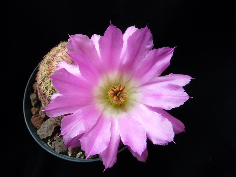 Echinocereus rigidissimus 