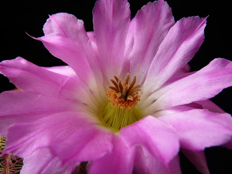 Echinocereus rigidissimus 
