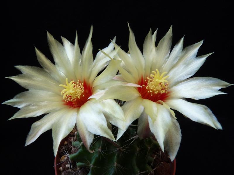 Thelocactus setispinus 