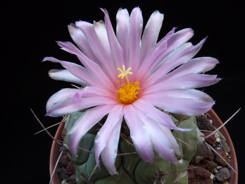 Thelocactus mirandus 