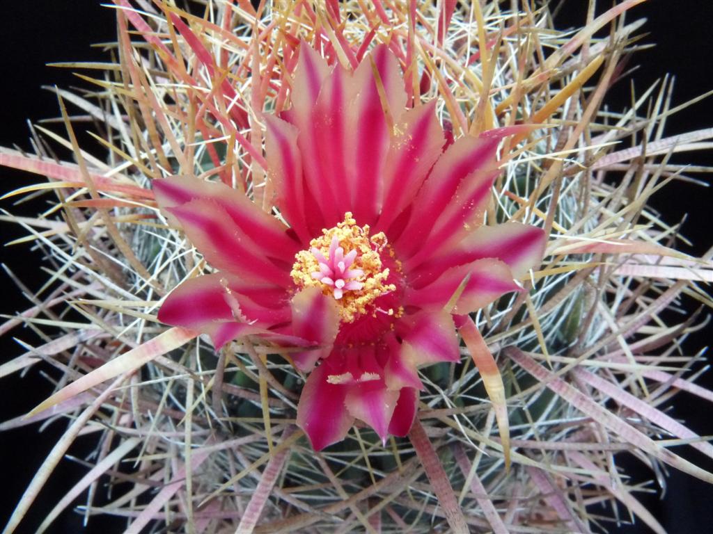 Ferocactus cylindraceus 