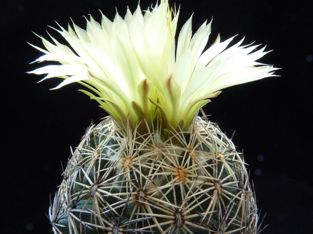 Coryphantha radians 