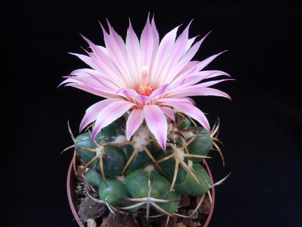 Coryphantha elephantidens 