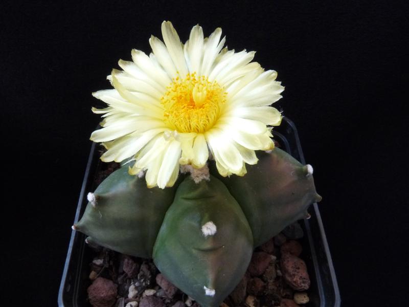 astrophytum cv. kikkodangod