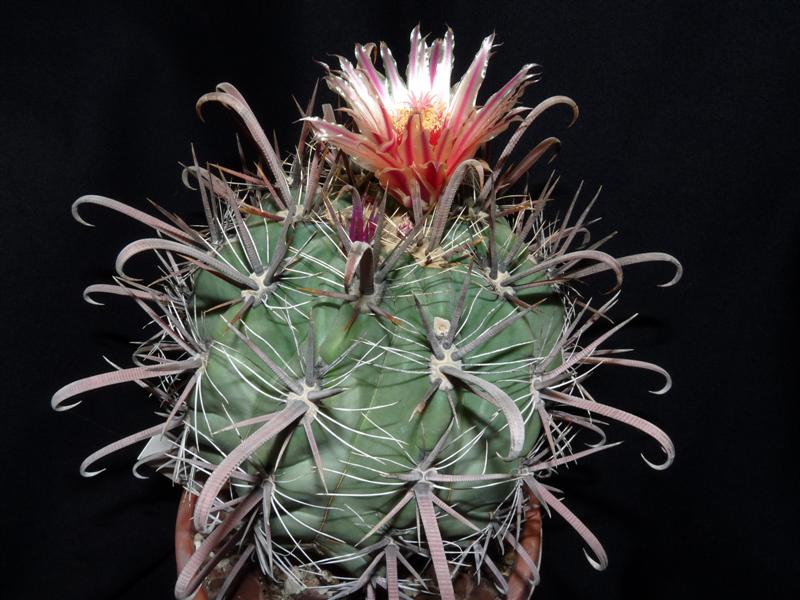 Ferocactus townsendianus 