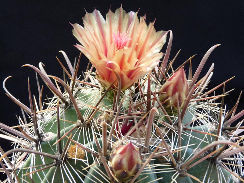 ferocactus aff. peninsulae