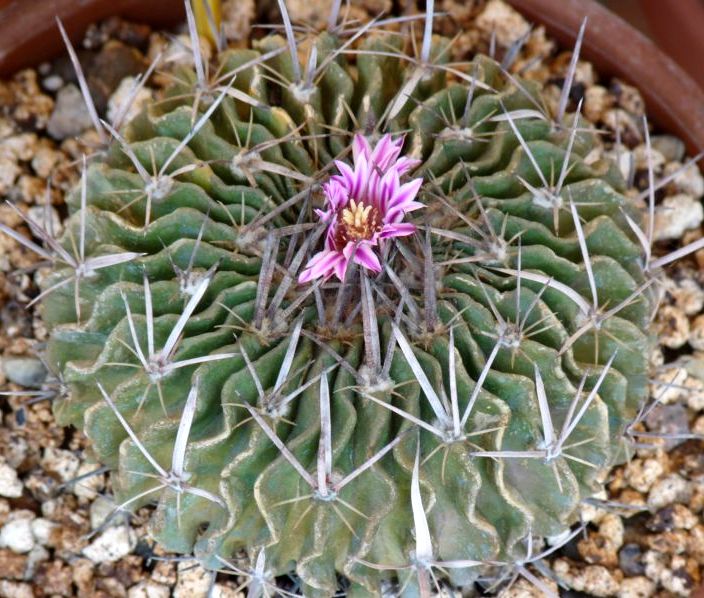 Echinofossulocactus lamellosus 