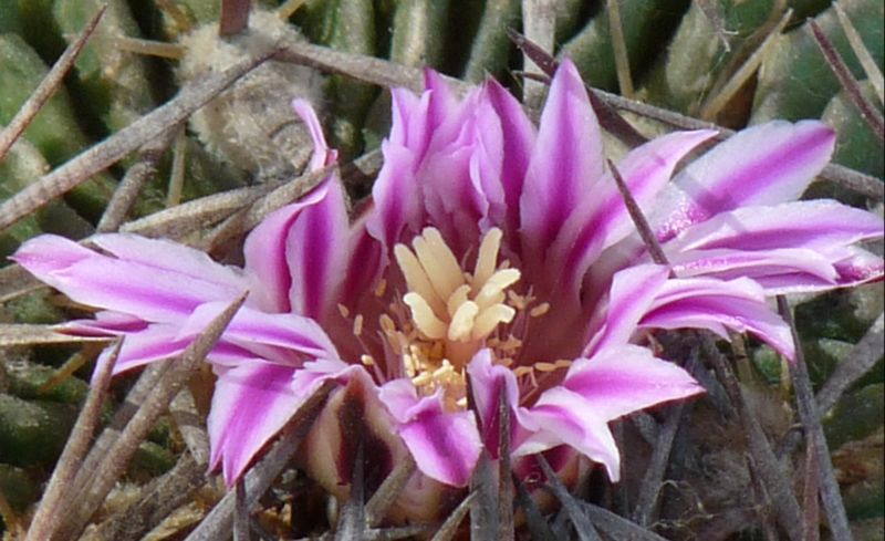 Echinofossulocactus lamellosus 