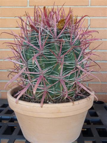 Ferocactus gracilis ssp. coloratus 