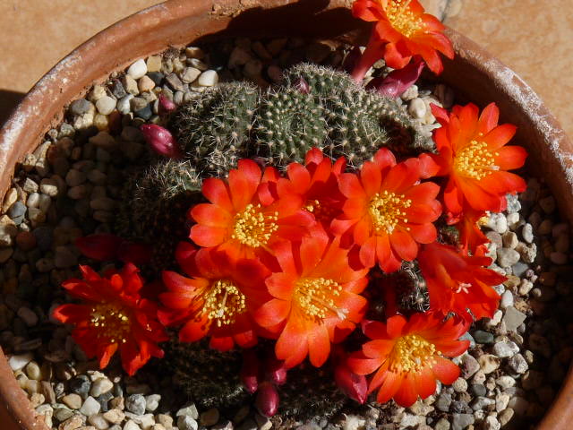 Rebutia krainziana 