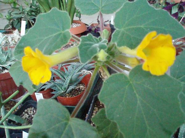 uncarina roeoesliana