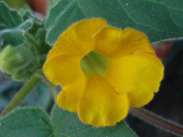 Uncarina roeoesliana 