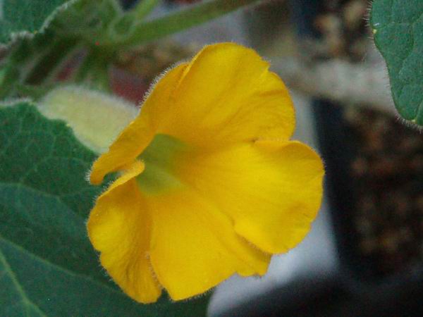 Uncarina roeoesliana 