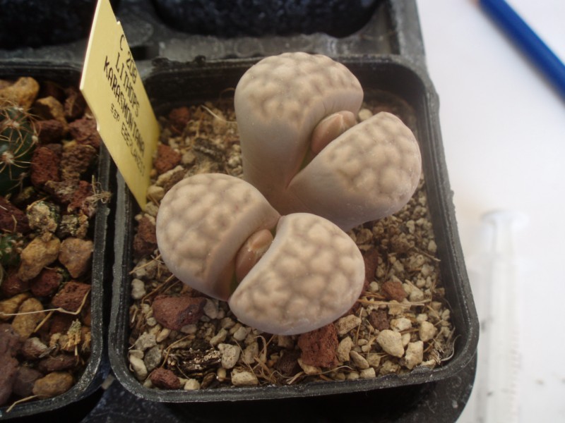 lithops karasmontana ssp. eberlanzii