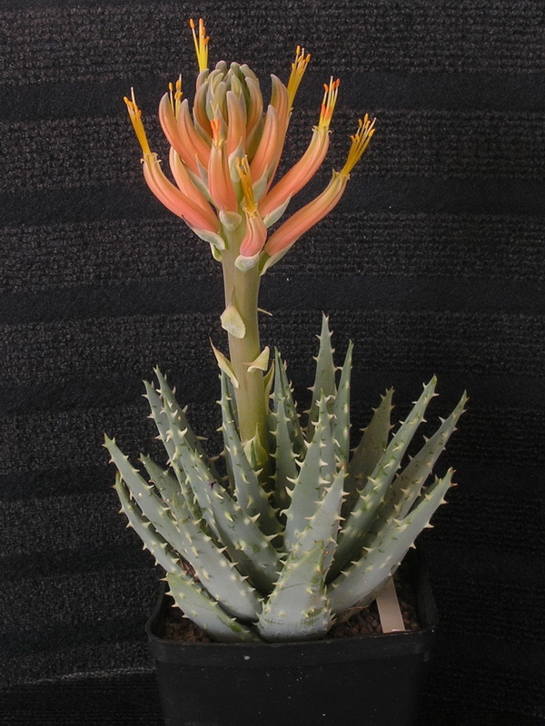 Aloe longistyla 