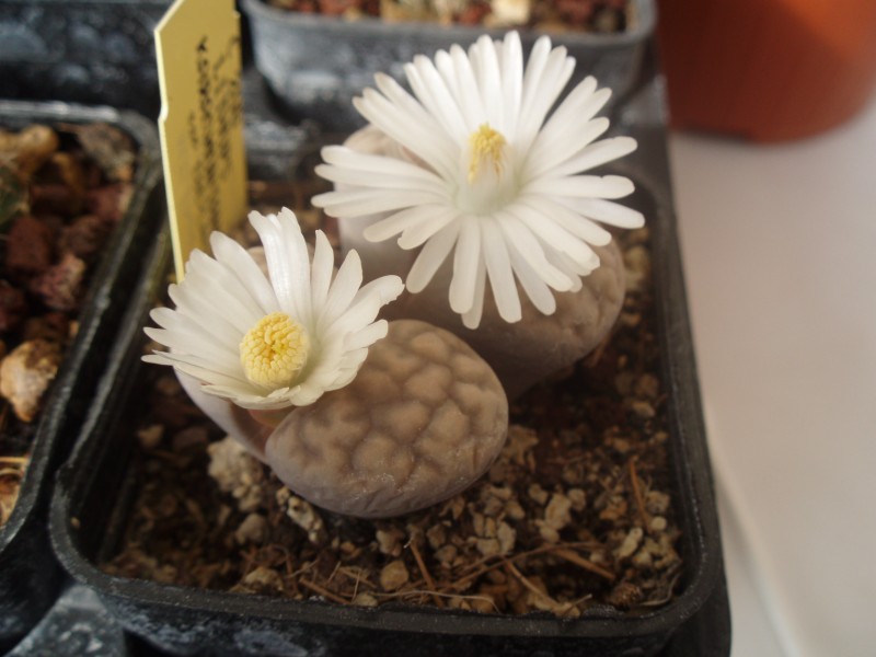 lithops karasmontana 