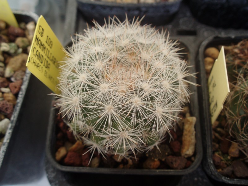 Mammillaria candida 
