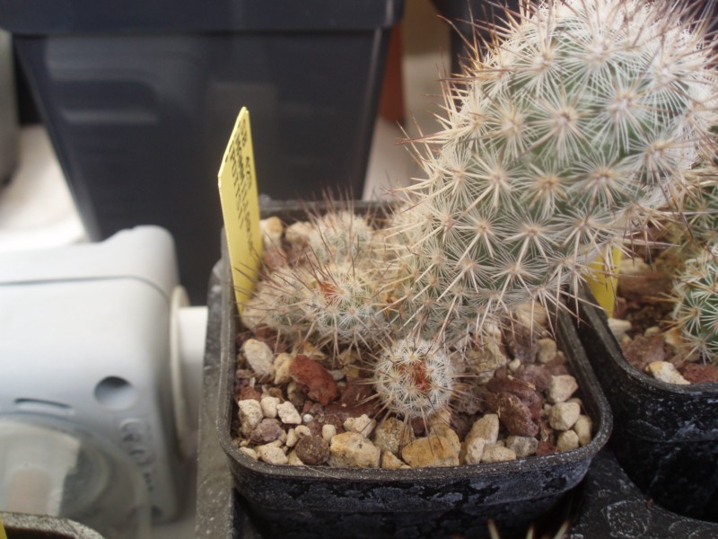 Mammillaria pottsii 