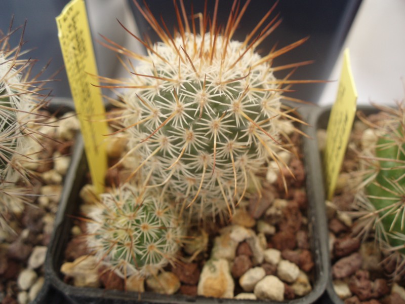 Mammillaria dixanthocentron 