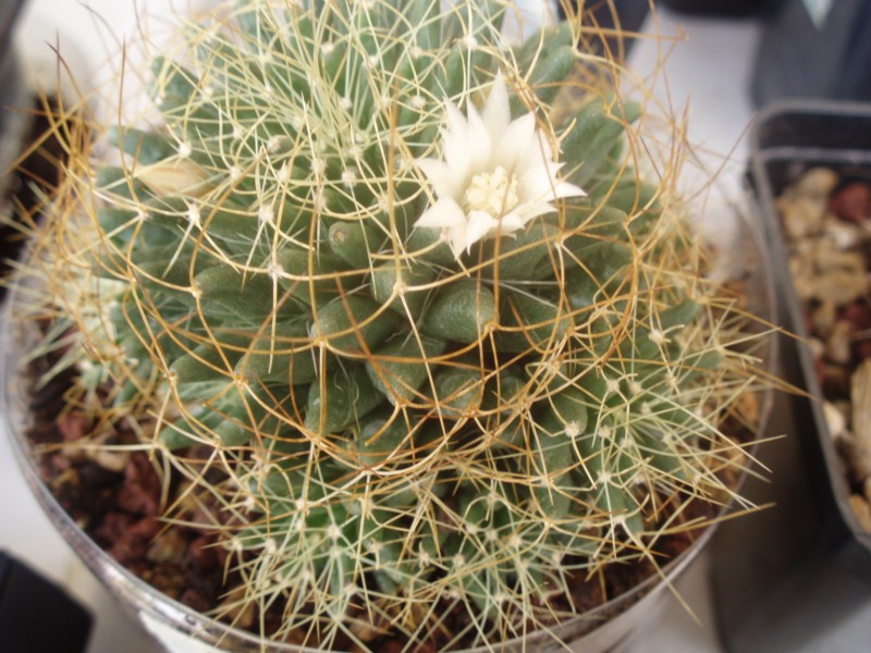 Mammillaria decipiens ssp. camptotricha 