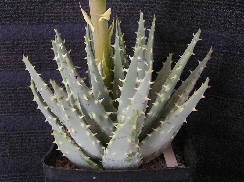 aloe longistyla