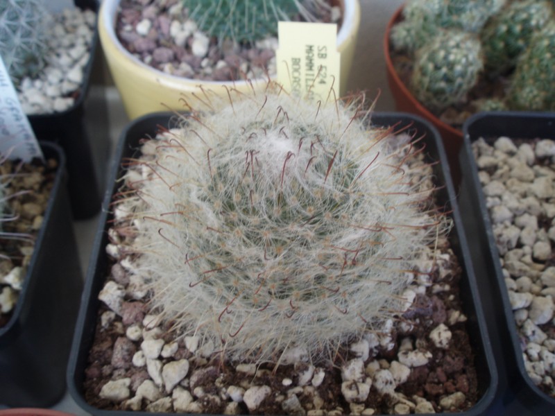 Mammillaria bocasana 